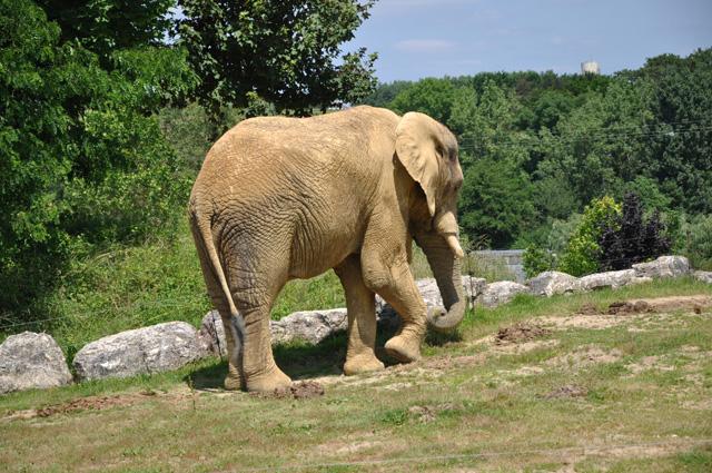 min 2013 07 06 beauval 257